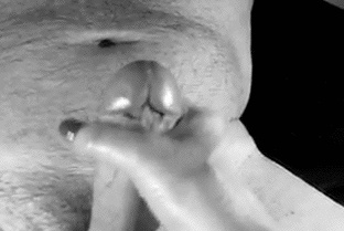 Порно гифка